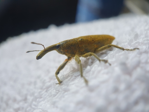 Elongated Bean Weevil photo 5