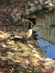 Branta canadensis