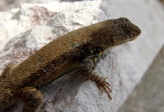 Sceloporus nelsoni