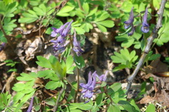 Corydalis solida