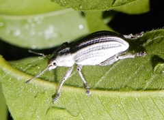 Compsus auricephalus