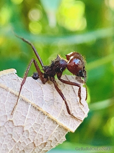 Chicatana Leafcutter Ant