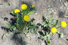 Taraxacum officinale