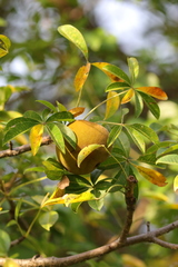 Adansonia madagascariensis