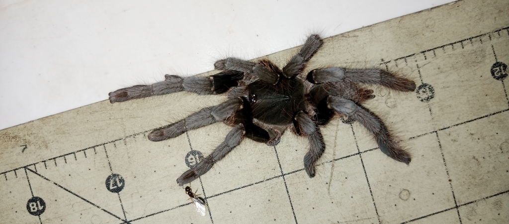 Giant Baboon Spider from Boje, Cross River, Nigeria on March 13, 2024 ...