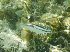 Three-Lined Monocle Bream photo 3