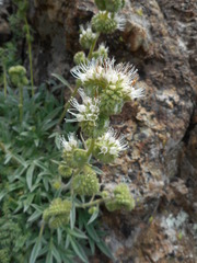 Phacelia imbricata