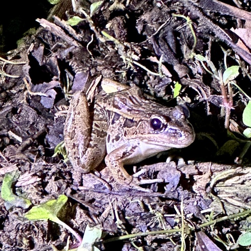 Peralta Frog, Lithobates taylori