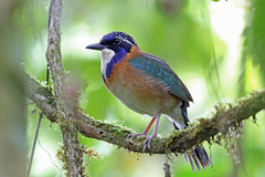 Pitta-Like Ground-Roller photo 3