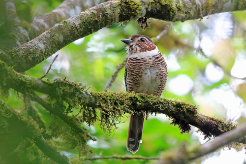 Brachypteracias leptosomus