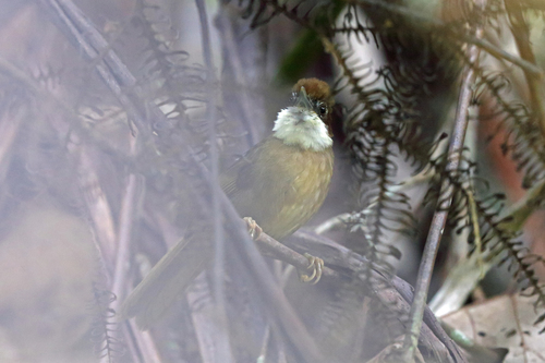 White-throated Oxylabes (Oxylabes madagascariensis), photo 10