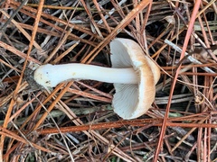 Inocybe sindonia