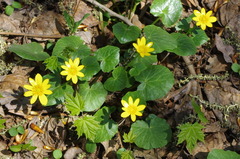 Ficaria verna