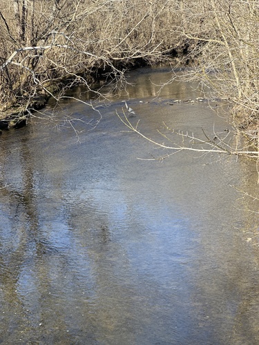 Great Blue Heron photographed in Kentucky