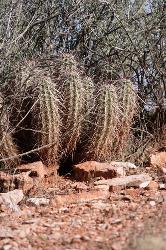 Echinocereus relictus
