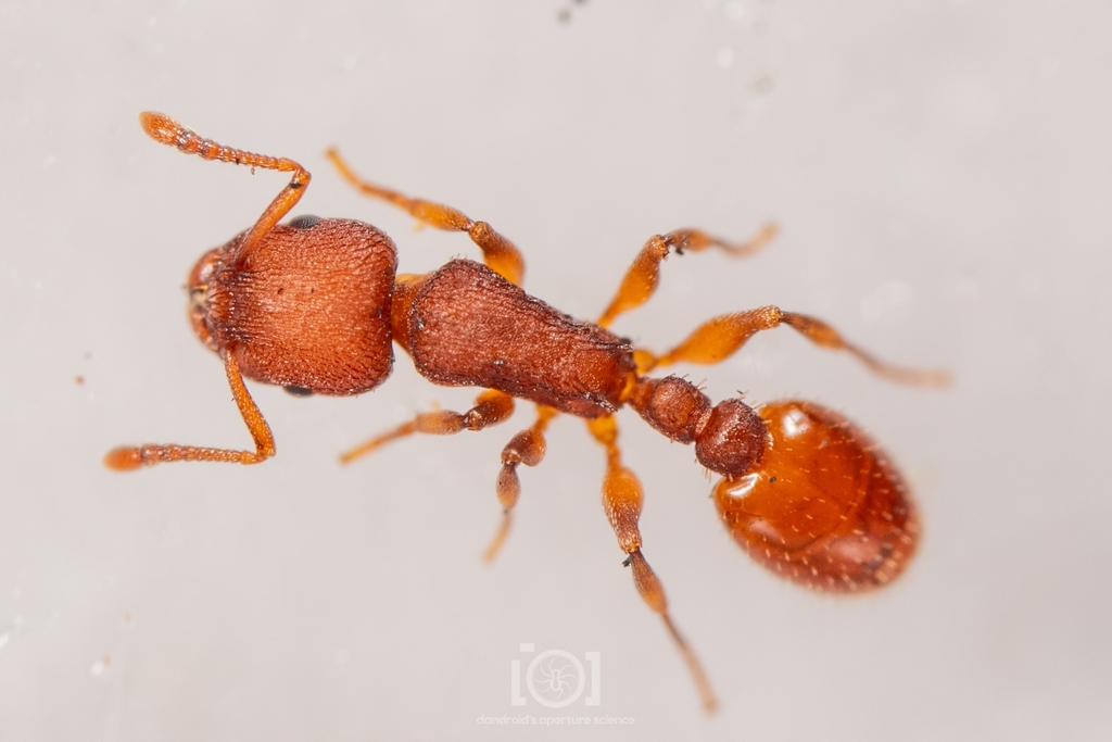 Temnothorax bradleyi
