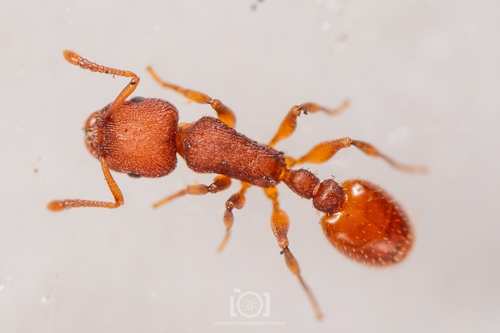 Temnothorax bradleyiTemnothorax bradleyi