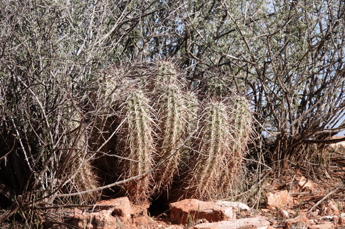 Echinocereus relictus