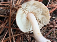 Inocybe sindonia