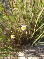 Felicia hyssopifolia