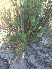 Felicia hyssopifolia