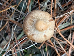 Inocybe sindonia