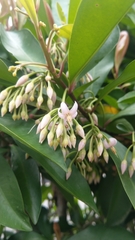 Ardisia squamulosa
