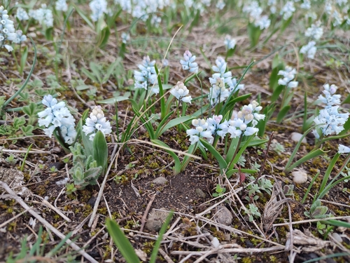 Image of Hyacinthella leucophaea by (c) xulescu_g, some rights reserved (CC BY-SA)