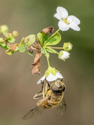 Eristalis cerealis