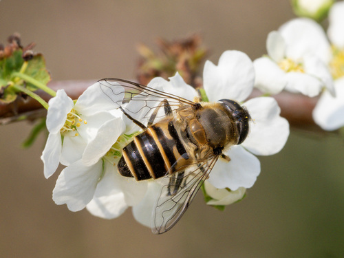 Eristalis cerealis