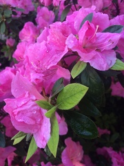 Rhododendron ponticum