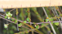 Muehlenbeckia complexa complexa