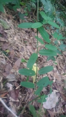 Cryptolepis sinensis