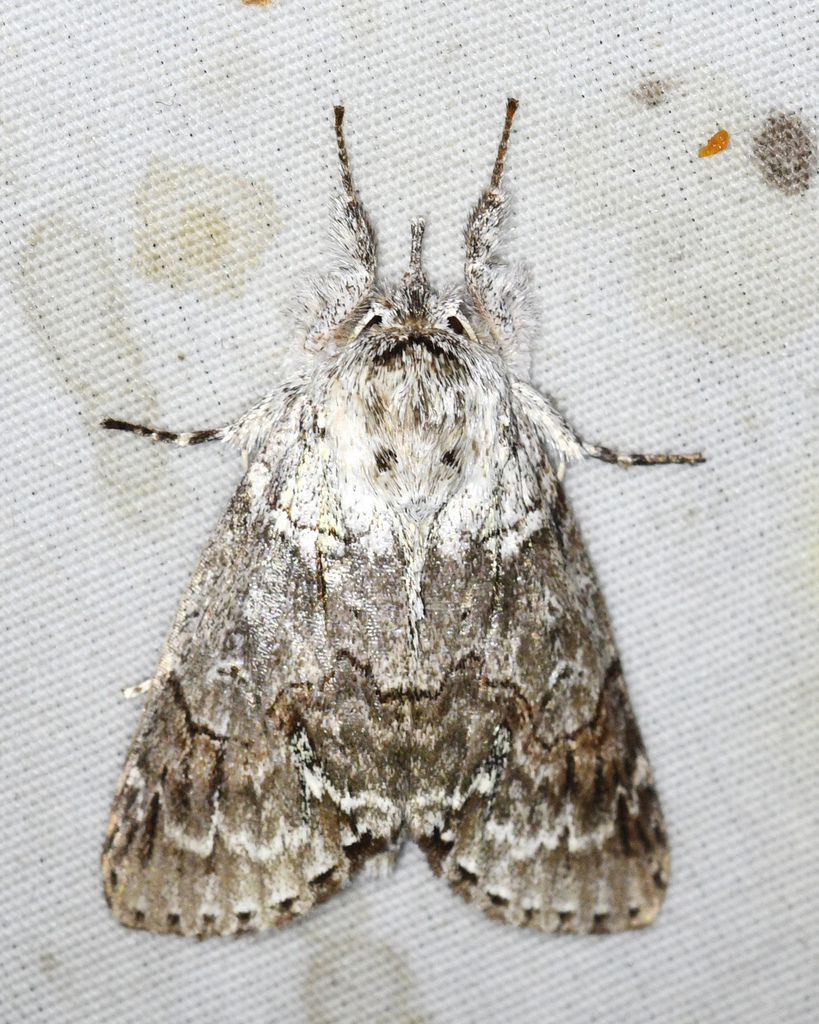 Iscadia acronyctoides
