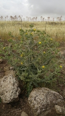 Scolymus maculatus
