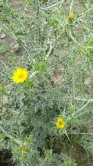 Scolymus maculatus