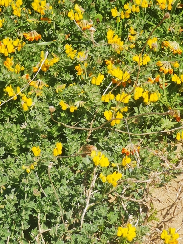 Grey bird's-foot-trefoil
