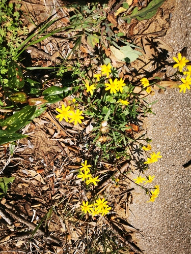 Chamomile-leaved Groundsel
