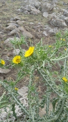 Scolymus maculatus
