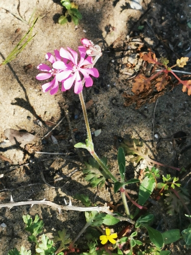 Mediterranean Catchfly
