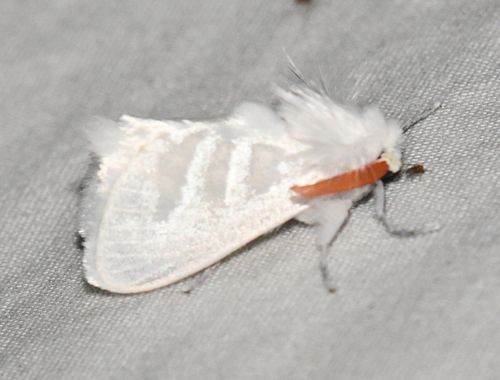 Norape cingulata