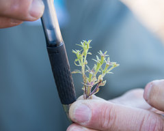 Githopsis diffusa guadalupensis