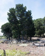 Cupressus guadalupensis