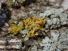 Teloschistes velifer