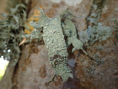 Ramalina ovalis