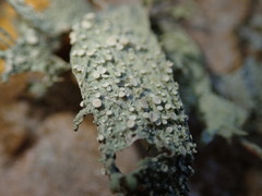 Ramalina ovalis