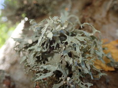 Ramalina inflexa