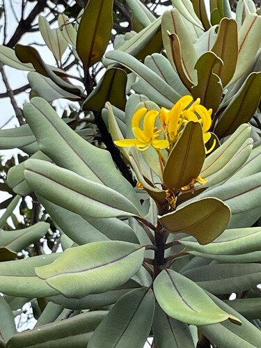 Vochysia discolor (Vochysia discolor)