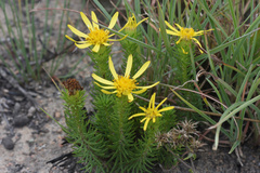 Senecio pinifolius
