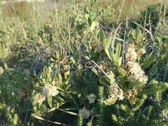 Gymnosporia elliptica